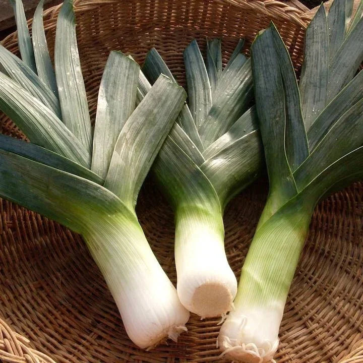 Big Giant Leek Seeds 1000 Pack Non-GMO Heirloom Allium ampeloprasum Vegetable Gardening