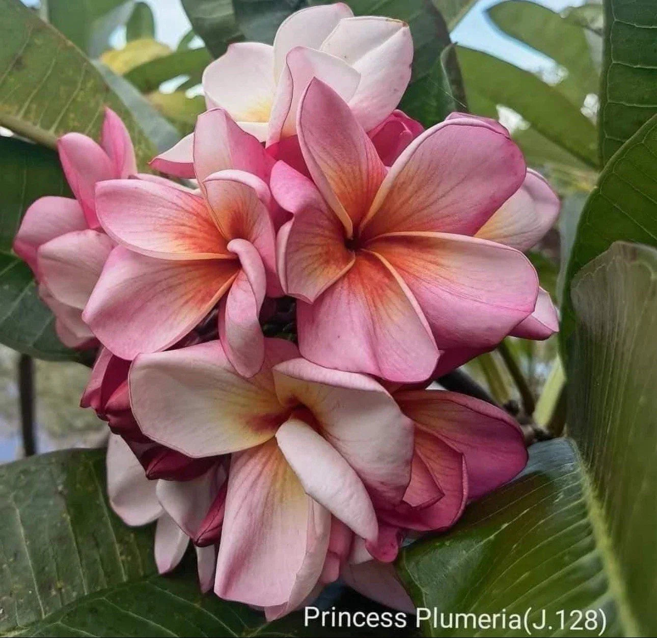 Rooted Pink Rose Plumeria Cutting - Fragrant Tropical Plant - Plumeria rubra - 2 ft Pink Flowering Shrub