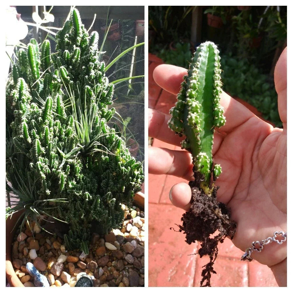 Fairy Castle Cactus Seedling – Tetragonus Soft Spines – Whimsical Indoor Succulent Plant for Decor