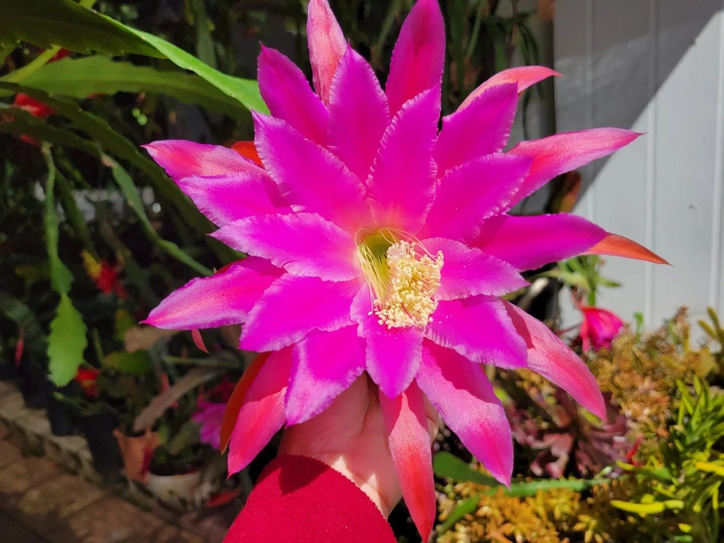 Epiphyllum Chanteuse Unrooted Cuttings – Orchid Cactus, 8-10 Inches, Vibrant Blooms, Epiphyllum Species for Garden & Indoor Planting