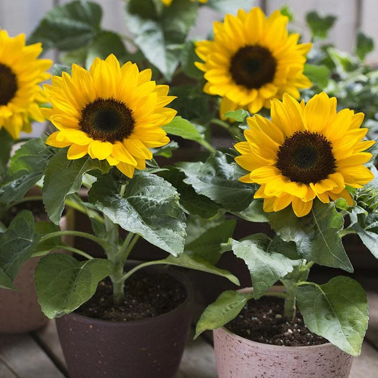 Dwarf Sunflower Seeds - Compact Helianthus annuus for Containers & Gardens, Non-GMO, Yellow Flowers, Attracts Pollinators, Free Shipping