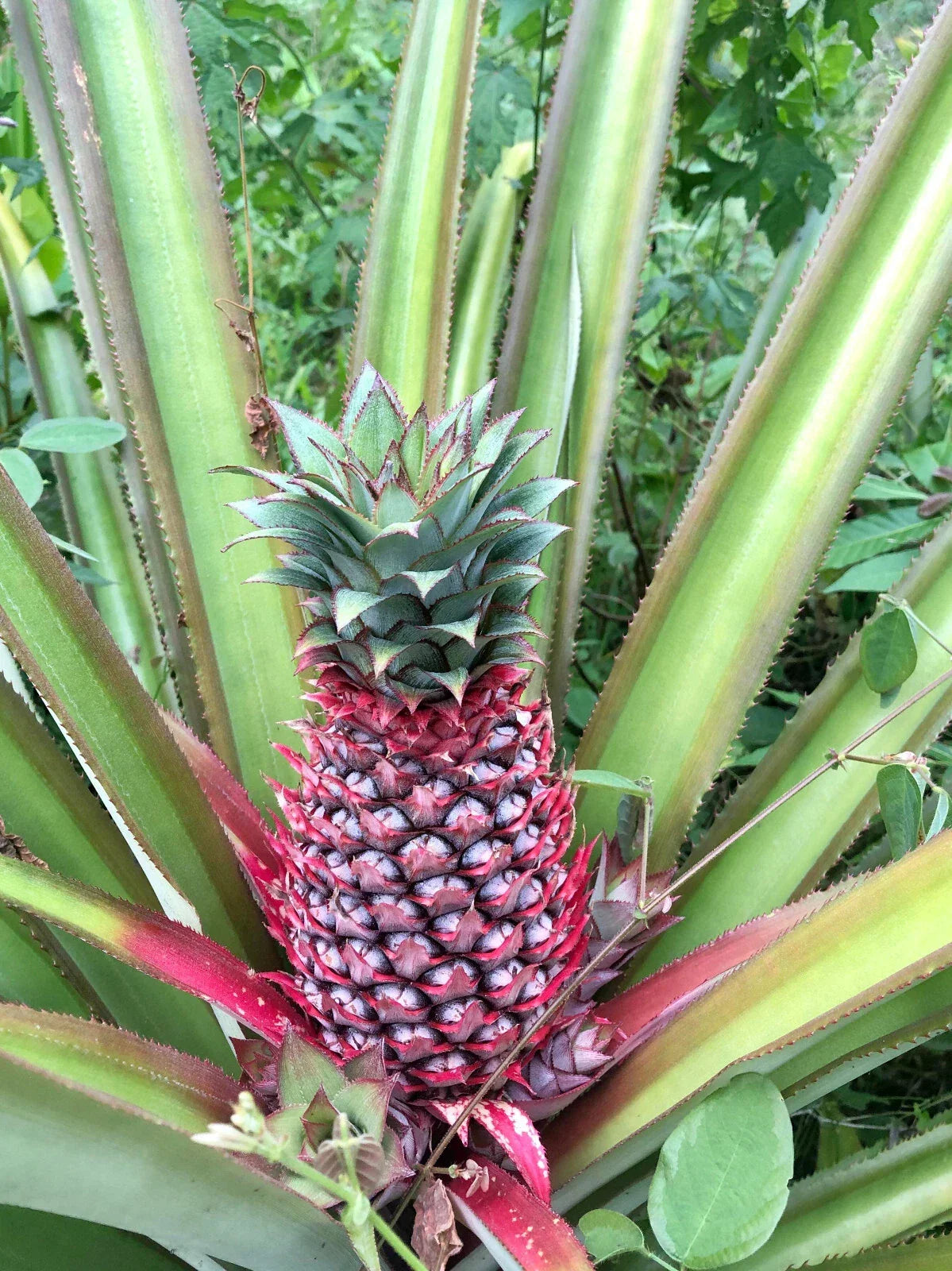 Red Spanish Pineapple Seeds - 15+ Pack for Garden Planting, Ananas comosus, Non-GMO, Full Sun, Compact Growth, USA Grown