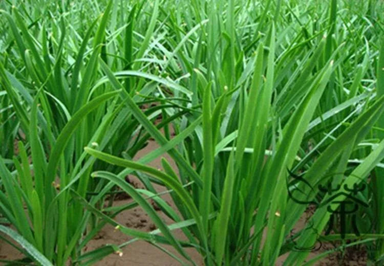 Garlic Chives Live Bare Root Plants 10+ Pack Organic NON-GMO Allium tuberosum Perennial Herb