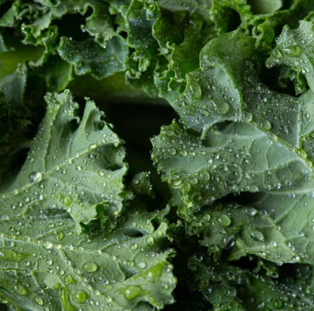 Dwarf Siberian Kale Seeds 4000 Non-GMO Cold Hardy Brassica oleracea var. sabellica Vegetable Seeds