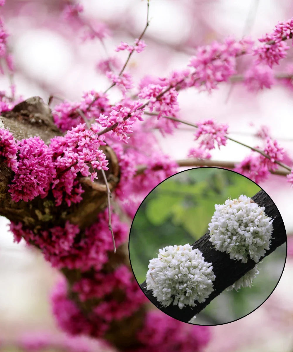 Eastern Redbud Tree Seeds - Pink & White Flowers, Cercis canadensis, Pre-Stratified, Ready to Plant, Pollinator-Friendly, Landscape