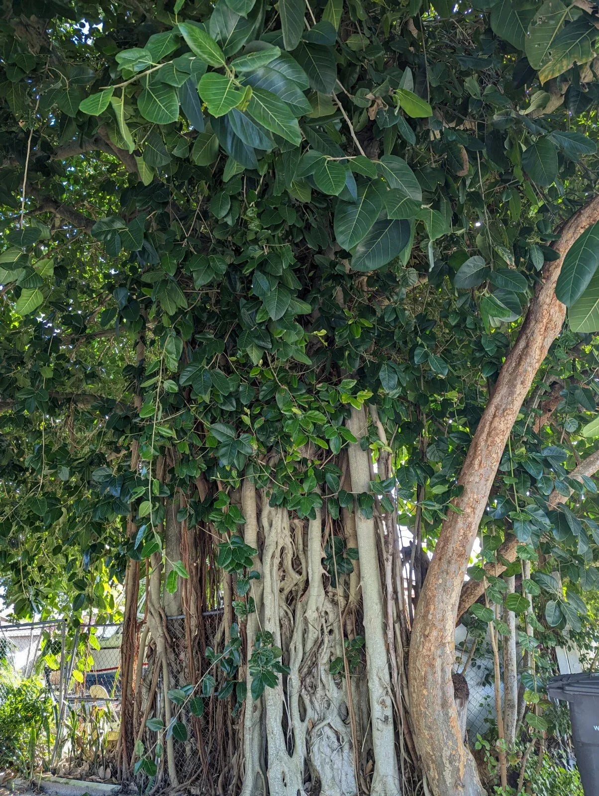 Ficus benghalensis Cuttings | Banyan Tree Propagation Material | Indoor & Outdoor Planting
