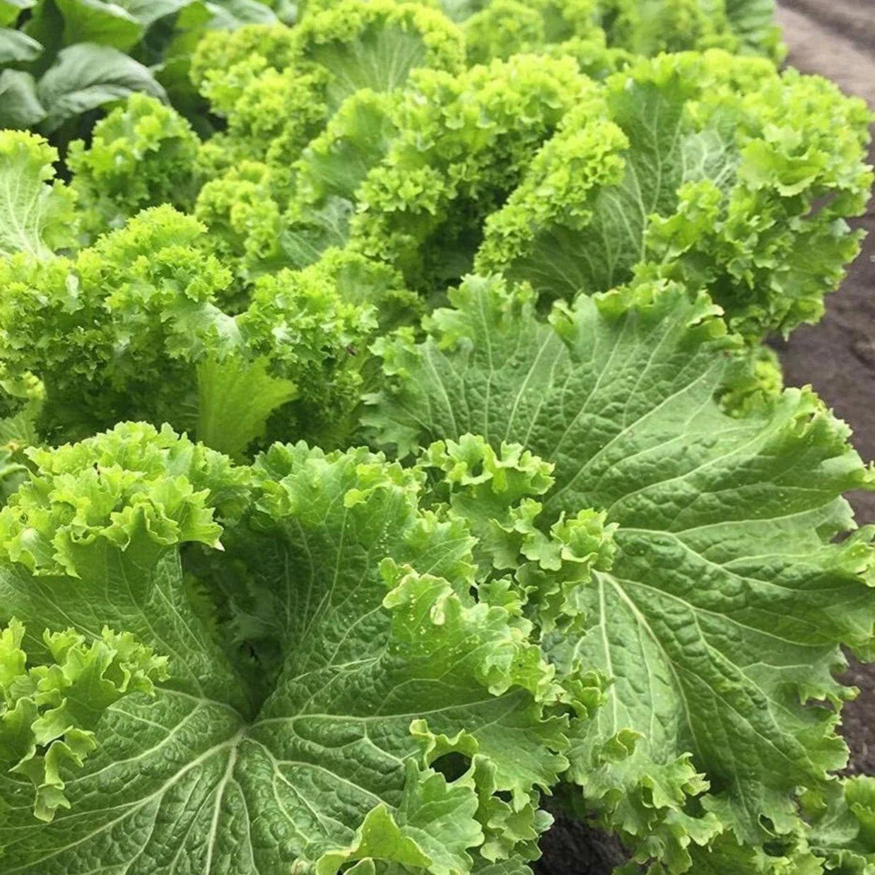 Southern Giant Curled Mustard Seeds - Heirloom Brassica juncea, Organic, Non-GMO, 250+ Seeds for Salad, Stir-Fry, Container Gardening