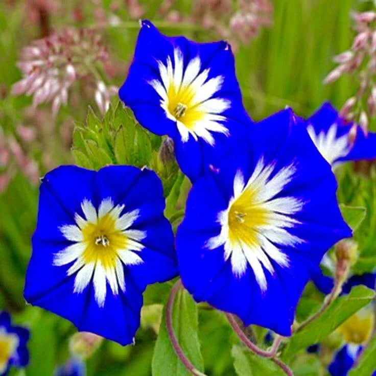 Heavenly Blue Morning Glory Seeds – Climbing Vine, Ipomoea tricolor, Blue Flowers, Attracts Hummingbirds & Butterflies, 30+ Seeds