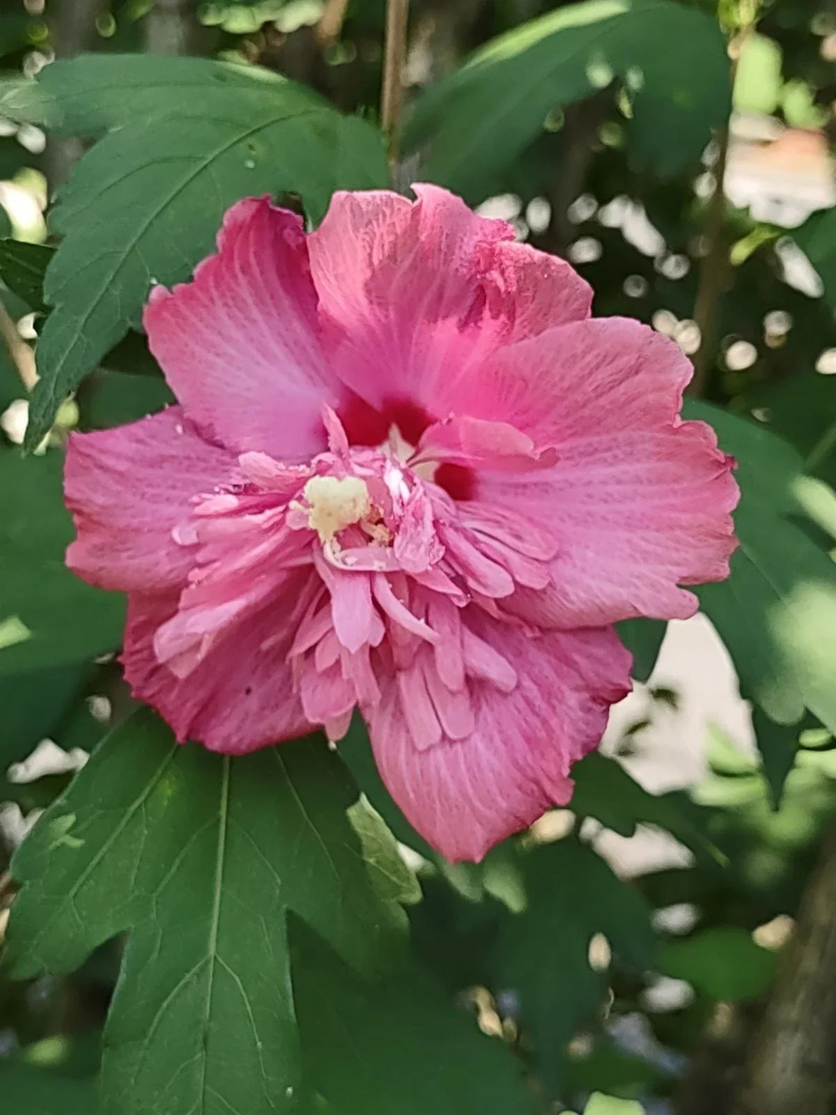 Rose of Sharon Cuttings - Unrooted Double Pink Flowers - Hibiscus syriacus - Garden Shrub Propagation