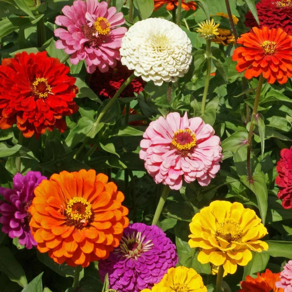 Flower Seeds - State Fair Mix Zinnia Seeds - 100+ Seeds - Zinnia elegans for Borders, Containers & Cutting Gardens