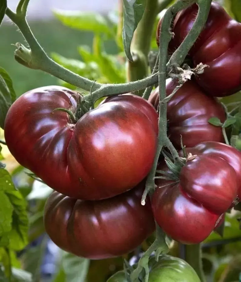 Black Brandywine Tomato Seeds - Heirloom Organic Non-GMO Solanum lycopersicum for Home Garden, Canning & Fresh Eating