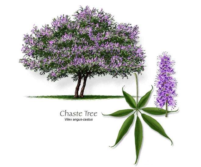 Vitex Cuttings - 12 Thin Blue-Purple Chaste Tree Stems for Rooting and Grafting - Vitex agnus-castus