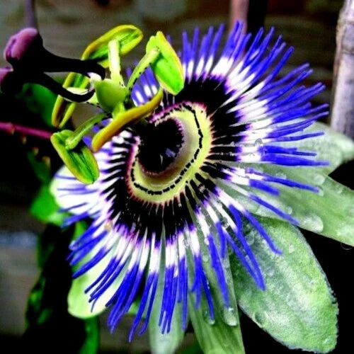 Blue Passion Flower Seeds - Climber Vine Passiflora caerulea Attracts Hummingbirds & Butterflies, Edible Fruit, Garden Trellis, Foliage