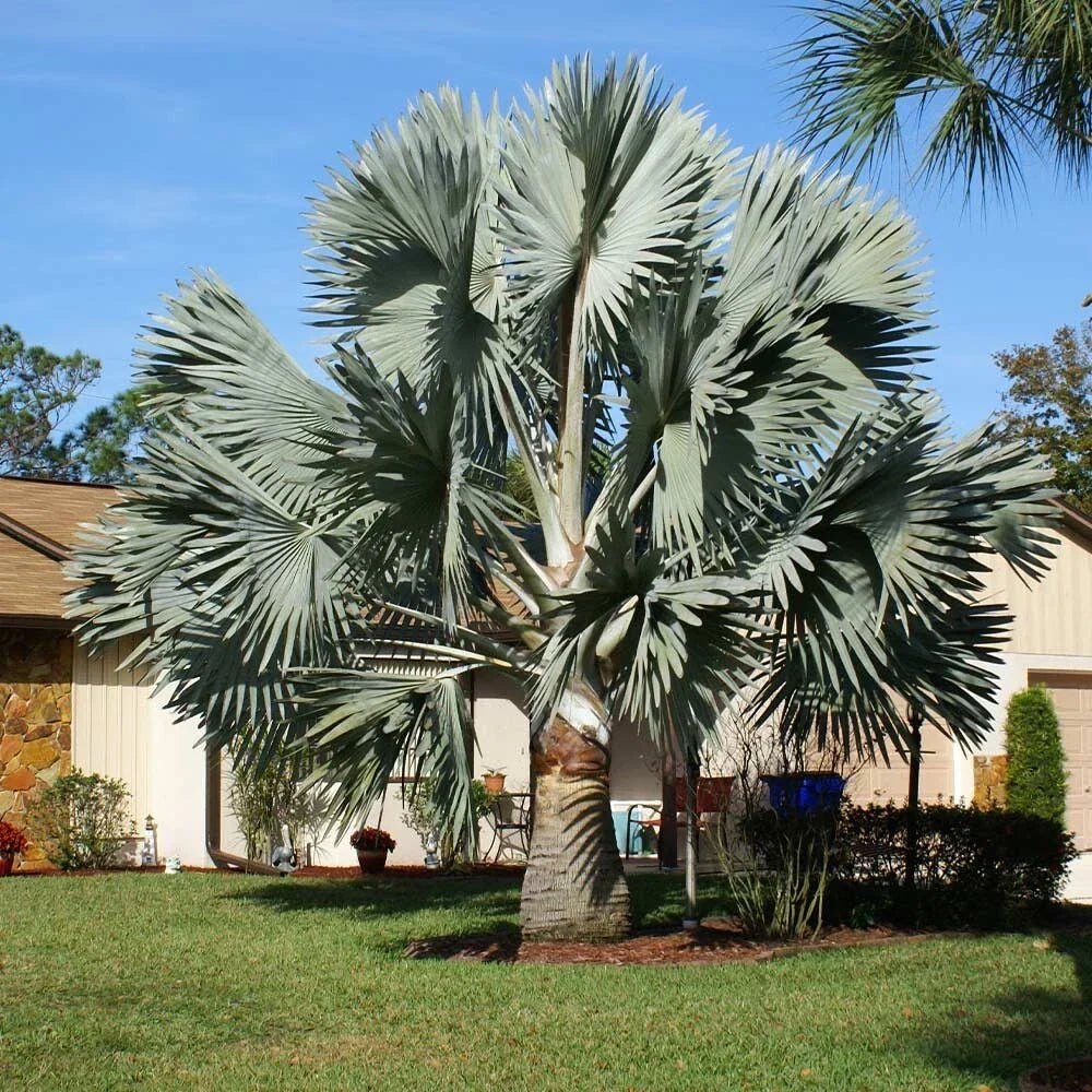 Silver Bismarckia Palm Tree Seeds - 5 Pack, Bismarckia Nobilis, Tropical Landscaping Plant, Silver-Blue Foliage, Drought Tolerant