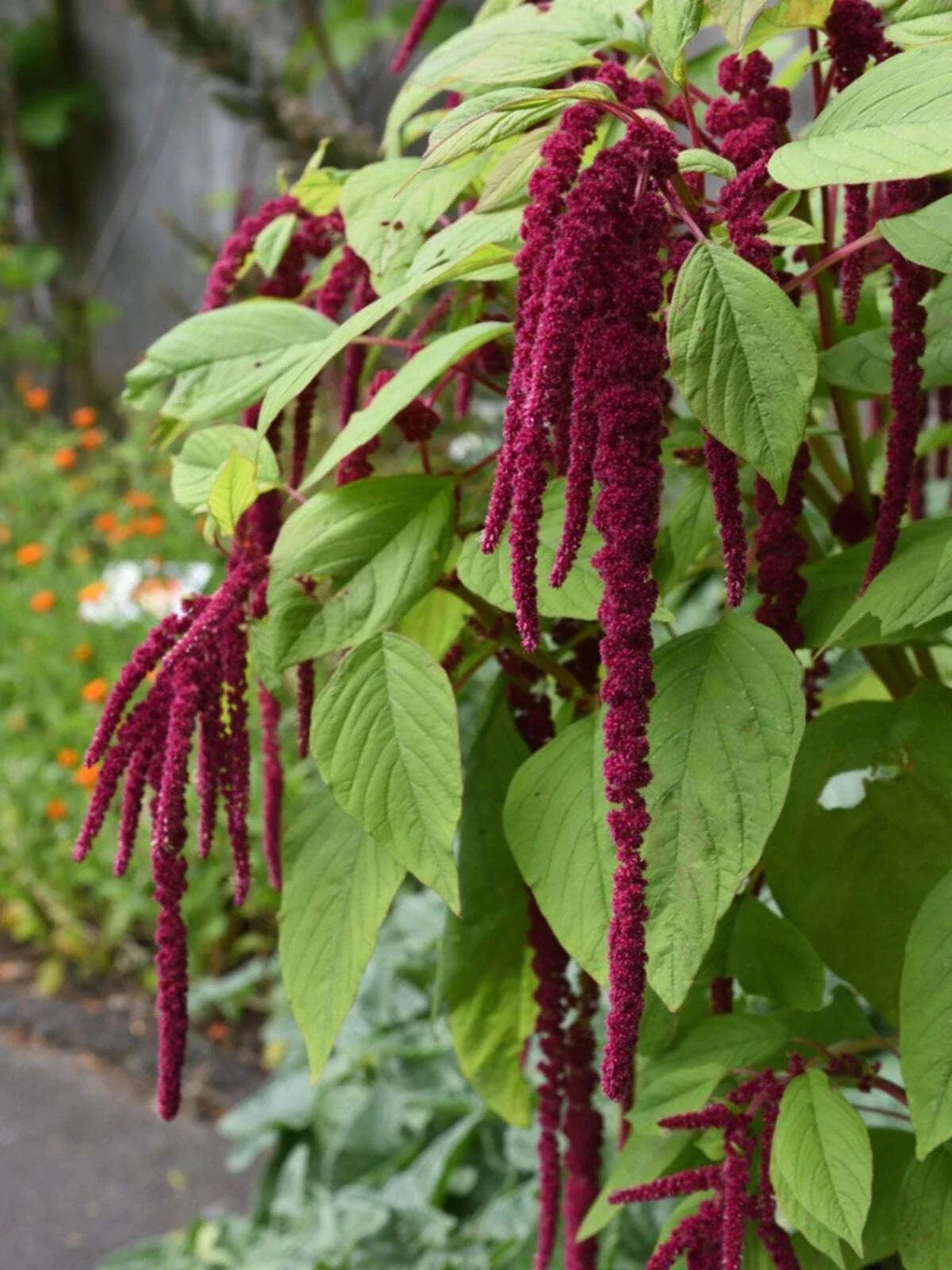 Amaranth Seeds Love Lies Bleeding, Non-GMO, Ornamental & Edible, Inca Wheat, Tassel Flower, Amaranthus caudatus, Organic Gardening
