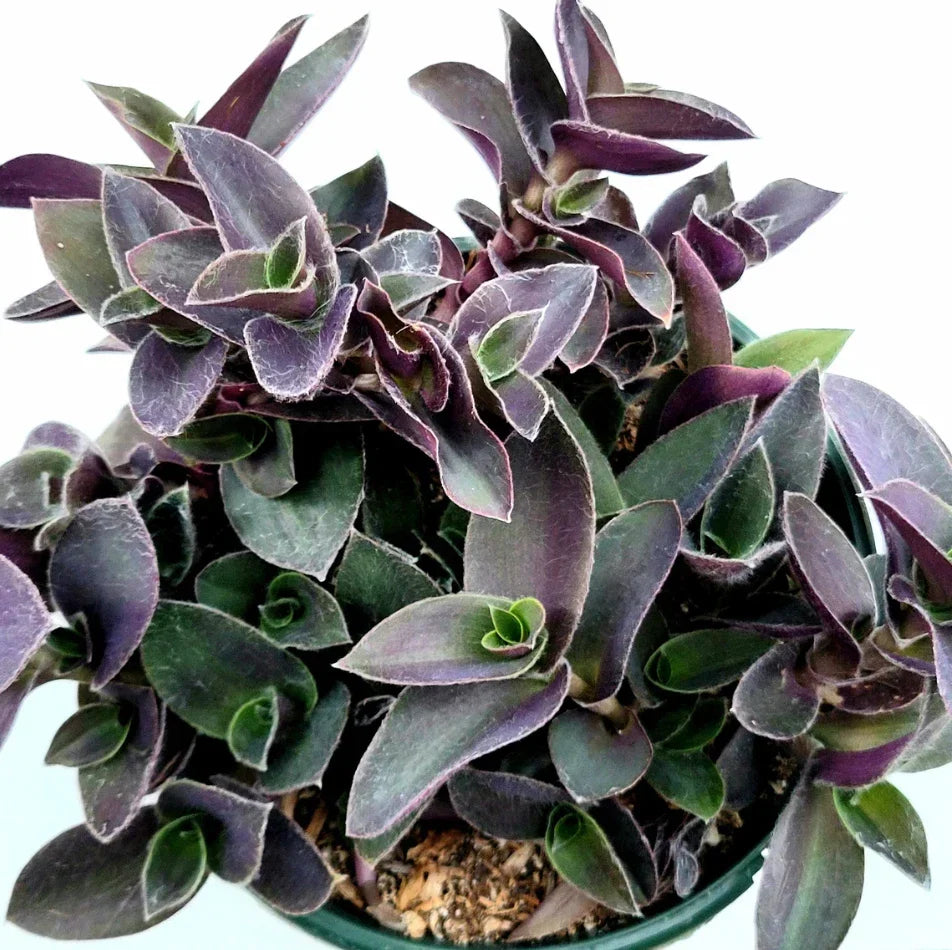 Tradescantia Pallida 'Purple Heart' Live Plant - 2 Inch Wandering Dude Succulent, Vibrant Purple Foliage, Indoor or Outdoor Garden Plant