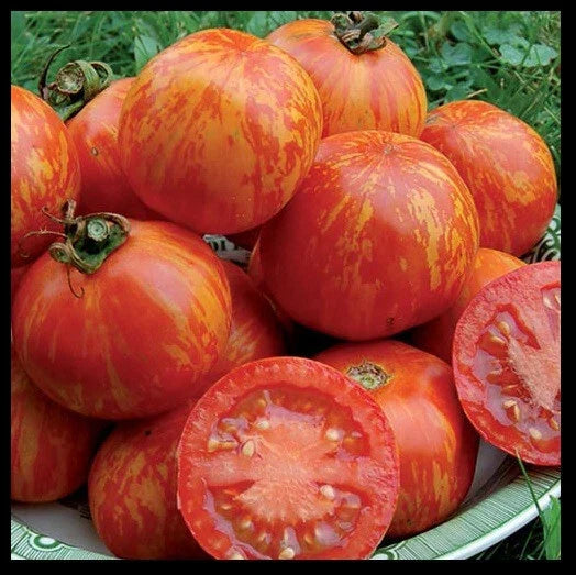Red Zebra Tomato Seeds - Heirloom Striped Variety - Solanum lycopersicum - 10 to 100 Seeds for Garden, Container, or Salad