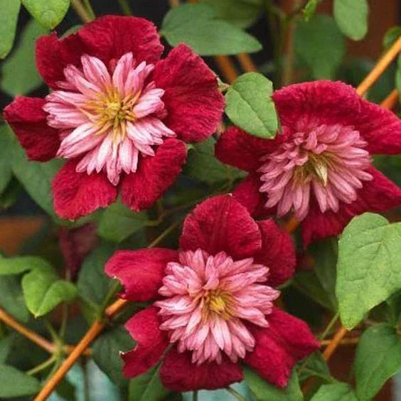 Double Red Clematis Seeds - 25 Climbing Perennial Flower Seeds for Garden, Fence, Trellis - Clematis 'Duchess of Edinburgh'