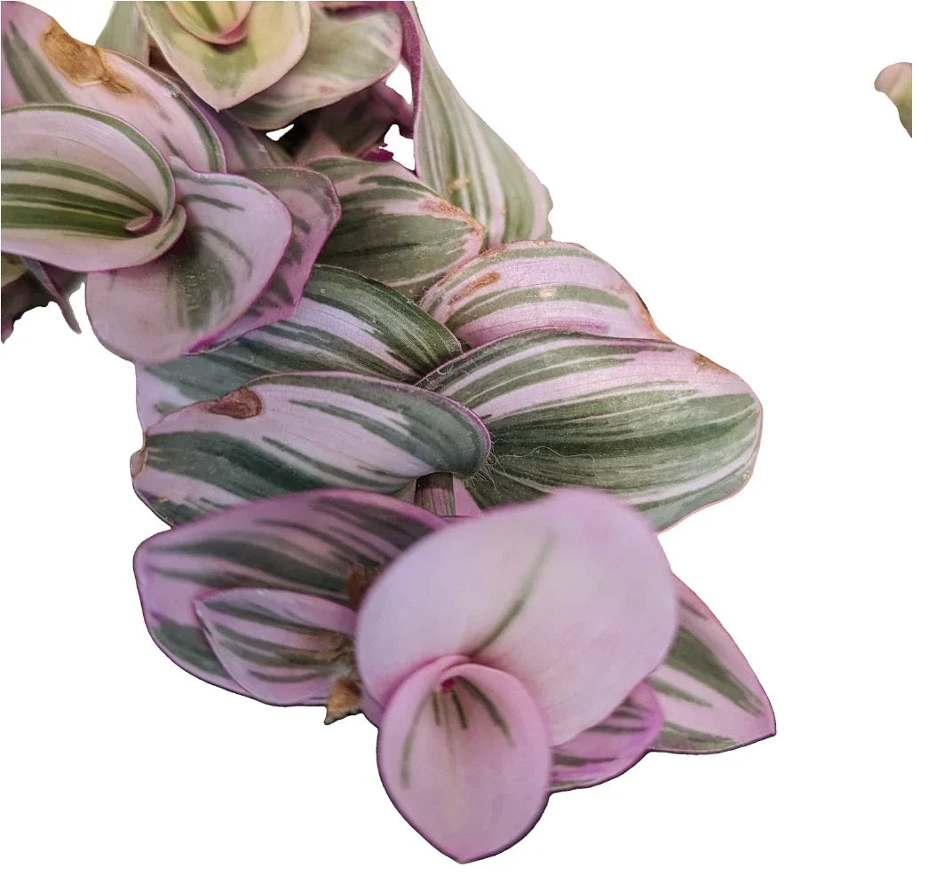 Tradescantia Nanouk Cuttings - Lilac Wandering Jew Houseplant in 2" or 4" Pot - Easy Care Indoor Plant for Home Decor
