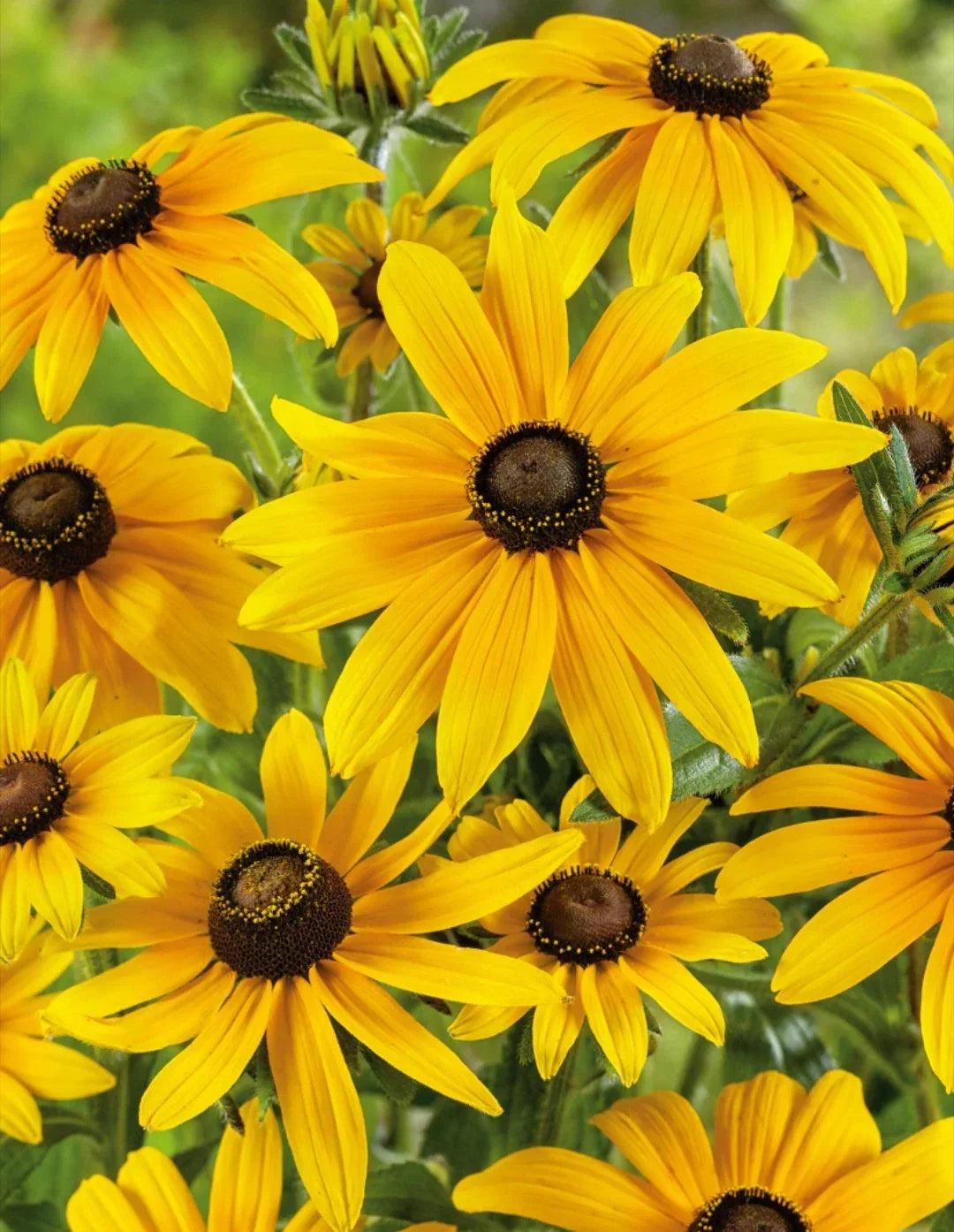 Rudbeckia Black Eyed Susan Bare Root Starter Plants 15 Pack Perennial Flower for Gardens Landscaping