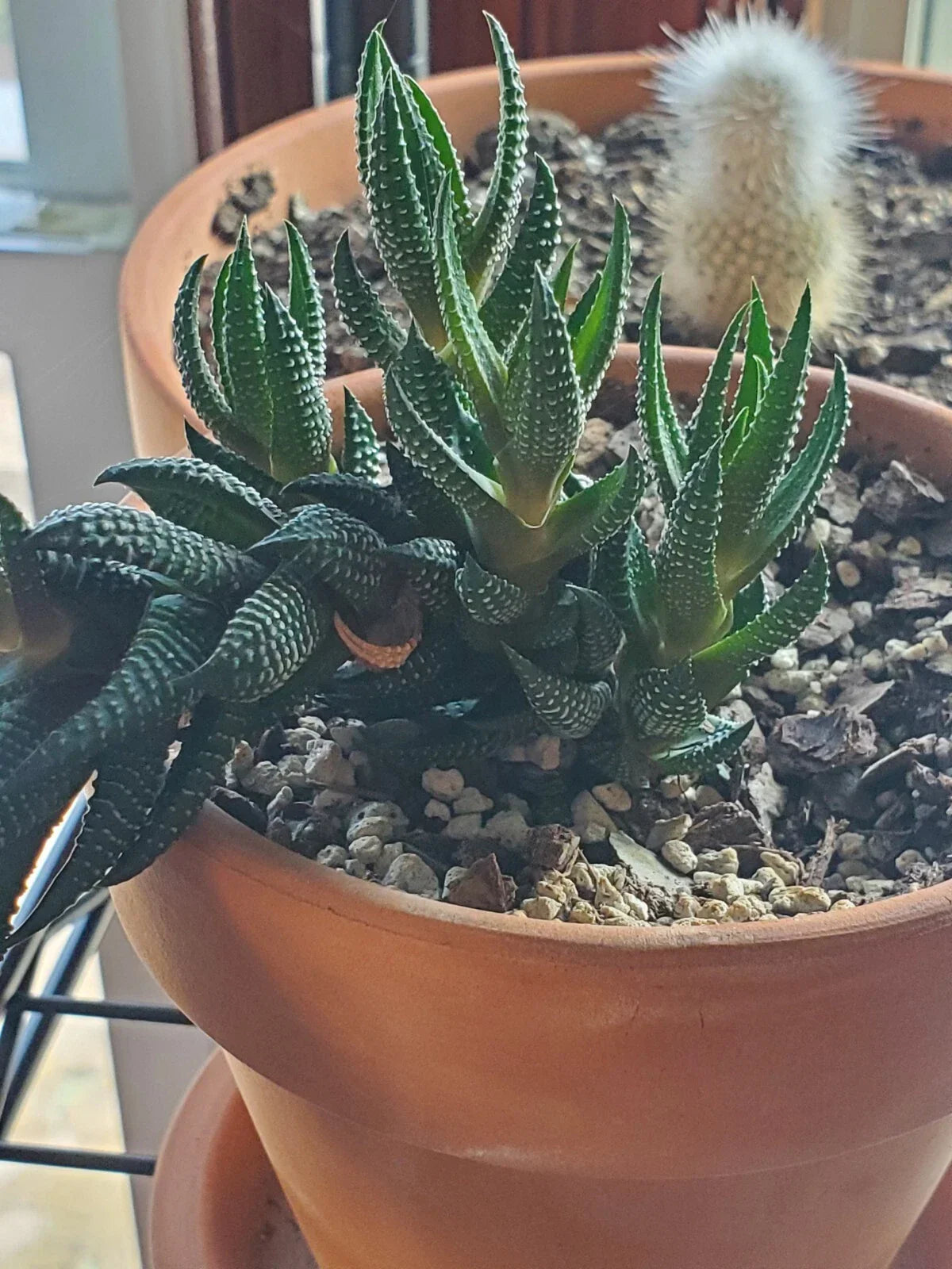 Zebra Plant Live Cutting, Haworthia fasciata, Variegated Succulent, Indoor Houseplant, Easy Care, Drought Tolerant
