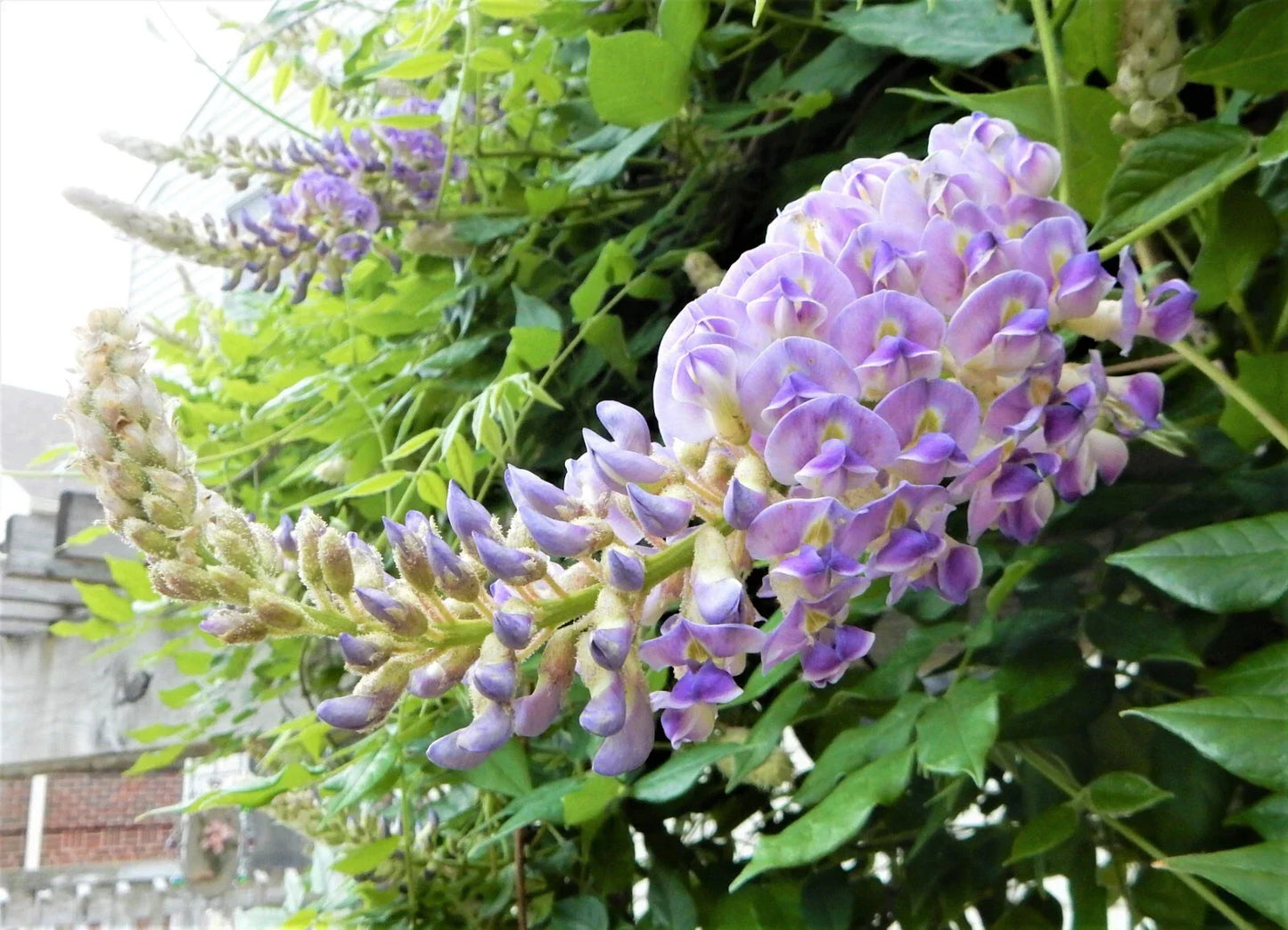 Blue Moon Wisteria Plant – 6" to 10" Tall – Wisteria Macrostachya "Blue Moon" – Fragrant Purple Flowers, Climbing Vine for Garden