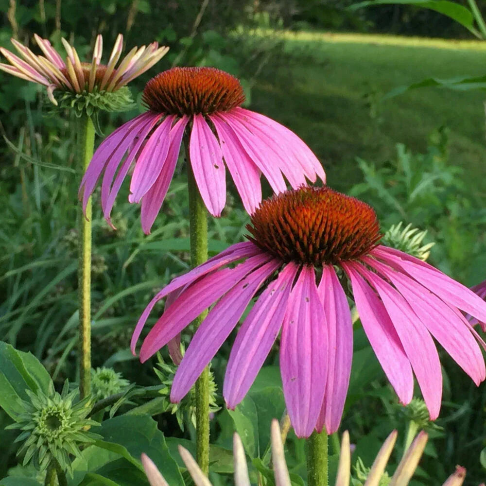 Purple Coneflower Starter Plant - Echinacea Magnus - Perennial Flower - Drought Tolerant - Pollinator Attracting