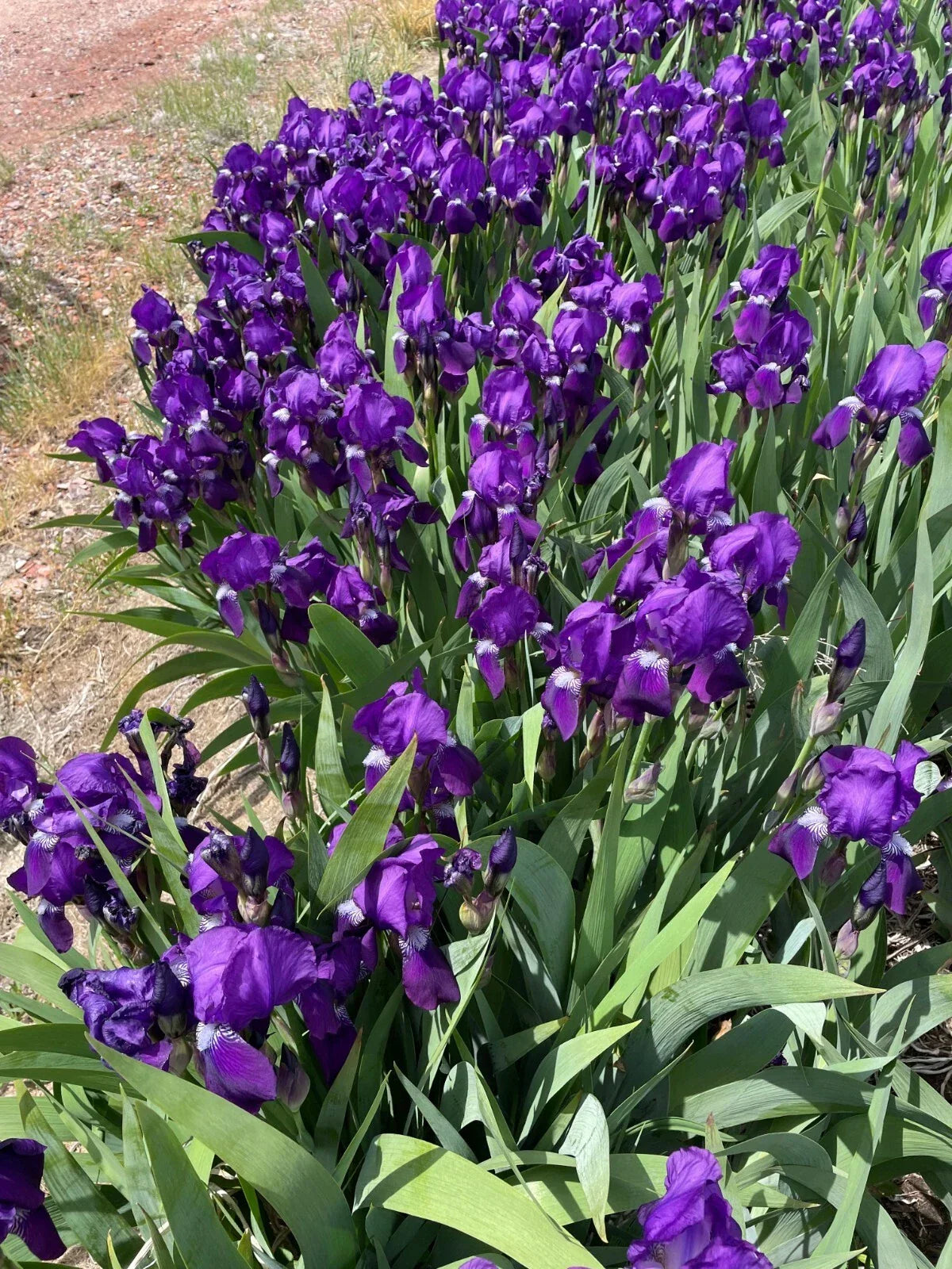 Bearded Iris Rhizomes - 5 Bare Roots Dark Purple Iris germanica for Garden Borders, Flower Beds, Cut Flowers