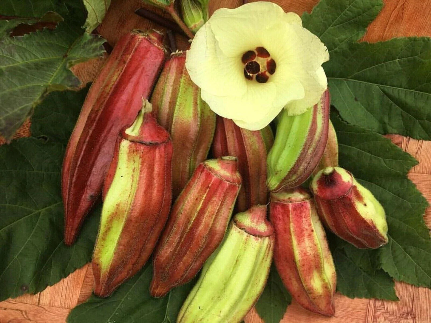 Texas Hill Country Red Okra Seeds - Heirloom, NON-GMO, Abelmoschus esculentus, 100+ Seeds, Edible Red Pods, Garden & Culinary Plant