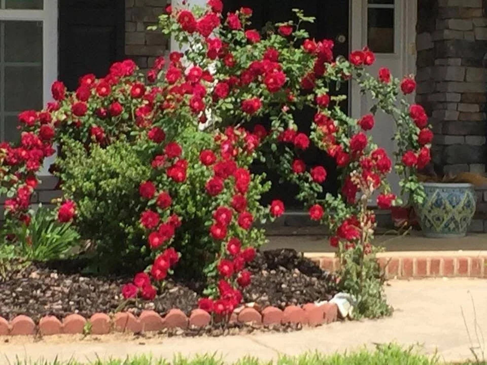 Dr. Huey Rose Plant Cuttings – Live Climbing Flower Shrub – Rosa 'Dr. Huey' – 8 Healthy Gardening Cuttings