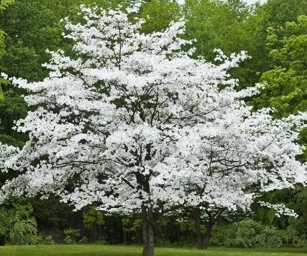 Cherokee Princess Dogwood Tree Live Bare Root Plant 18 Inches Cornus florida White Flowering
