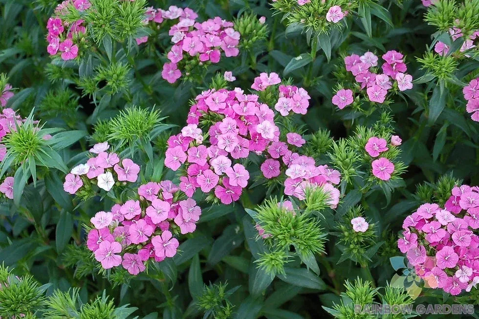 200+ Jolt Pink Magic Mix Carnation Seeds - Dianthus caryophyllus Flower Seeds for Garden, Borders, Containers, Fragrant, Non-GMO