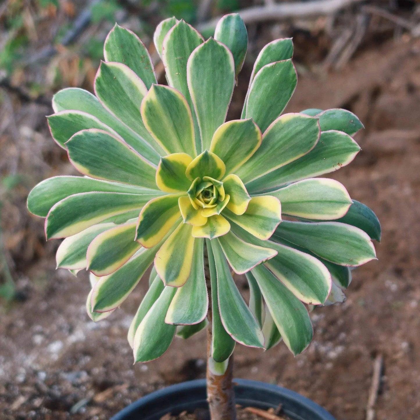 Aeonium Sunburst Cactus Plant | Live Succulent in 4-Inch Pot | Variegated Foliage | Indoor Outdoor Drought-Tolerant Plant