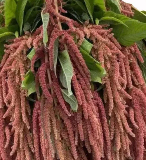 Amaranthus Seeds Coral Fountains Variety, 35 Seeds - Amaranthus caudatus, Vibrant Red Foliage & Cascading Plumes