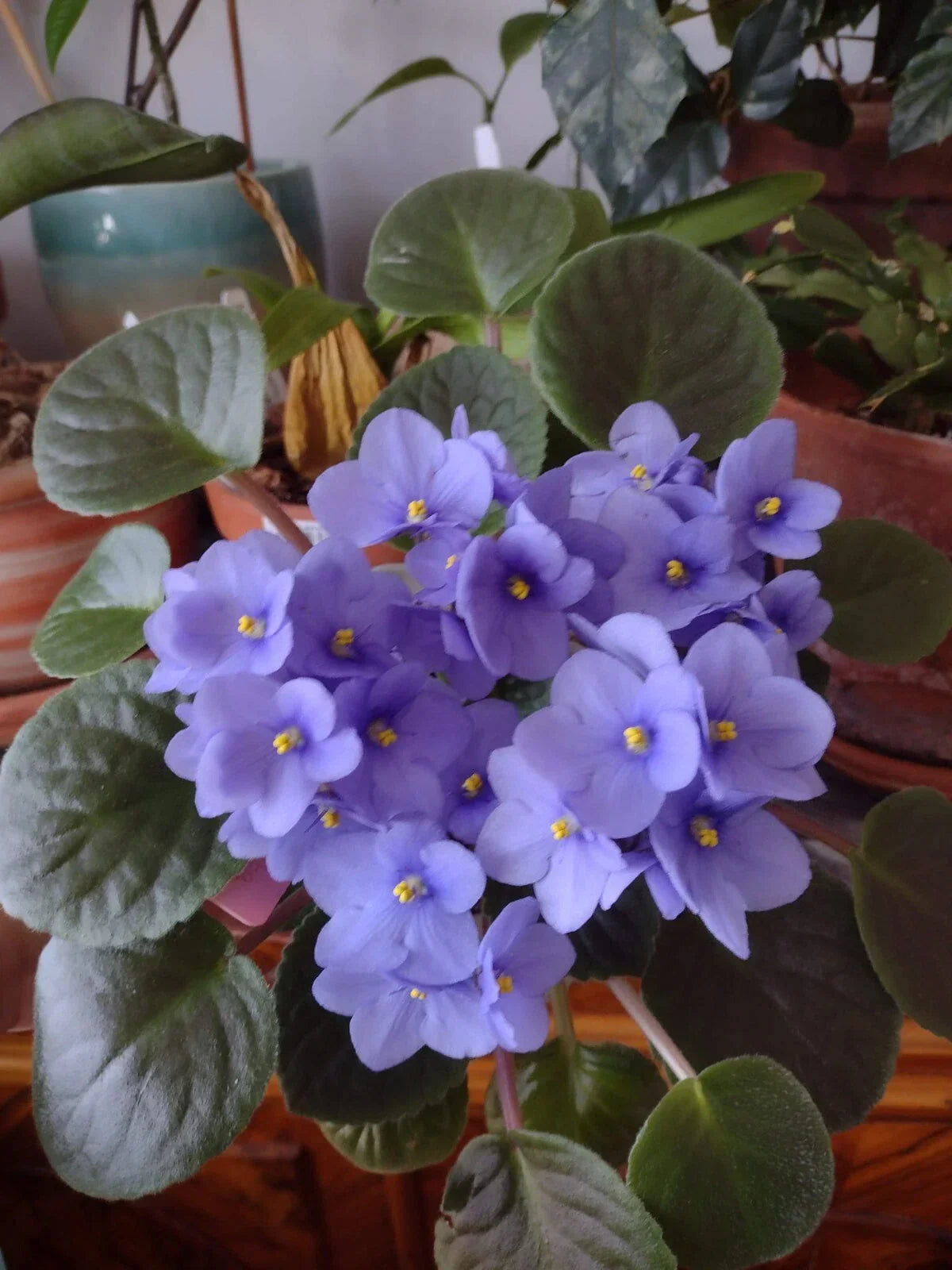 African Violet Cuttings – Optimara Manitoba Standard – 2 Fresh Unrooted Leaves for Propagation and Gardening