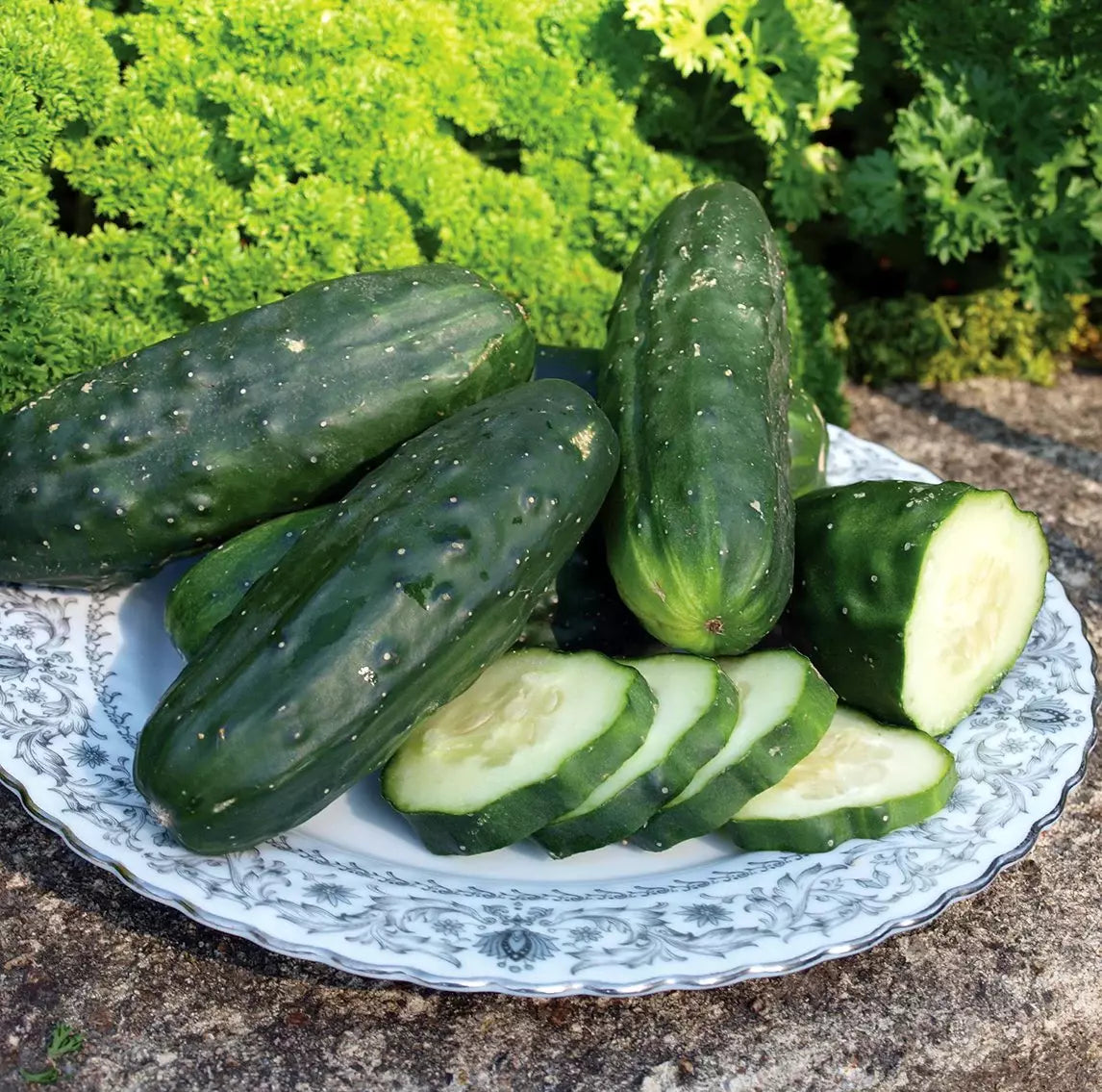 Double Yield Cucumber Seeds - Organic Heirloom Non-GMO, Cucumis sativus, Vining, Salad & Pickling, 100+ Seeds