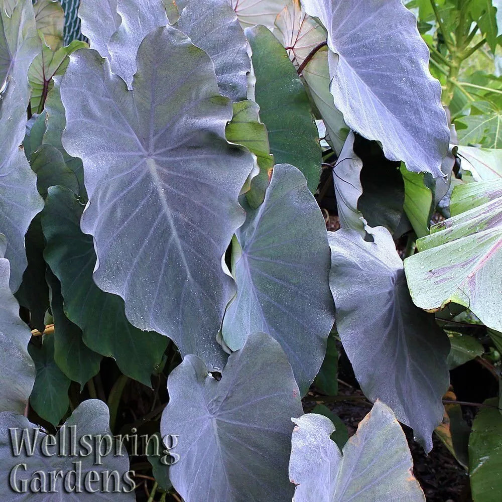 Black Ruffles Elephant Ear Live Plant - Colocasia esculenta, Tropical Foliage, Indoor/Outdoor Decorative Plant
