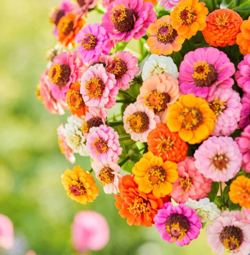 Zinnia Seeds Pack - 500 Non-GMO Petite Dwarf Button Box Mix - Colorful Annual Flowers for Garden Beds & Containers - Zinnia elegans