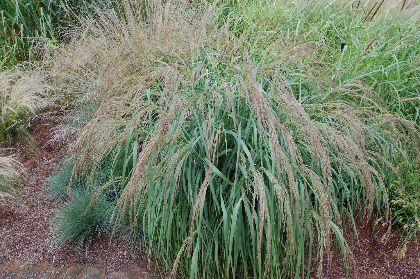 Panicum amarum Seeds – Coastal Panic Grass for Erosion Control & Landscaping – Native Perennial Seeds, Sea Oats, Drought-Tolerant, 500 Count