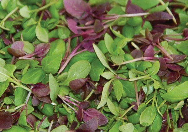Basil Seed Mixture Pack of 1000+ | Culinary Herb Seeds for Cooking & Gardening | Ocimum basilicum