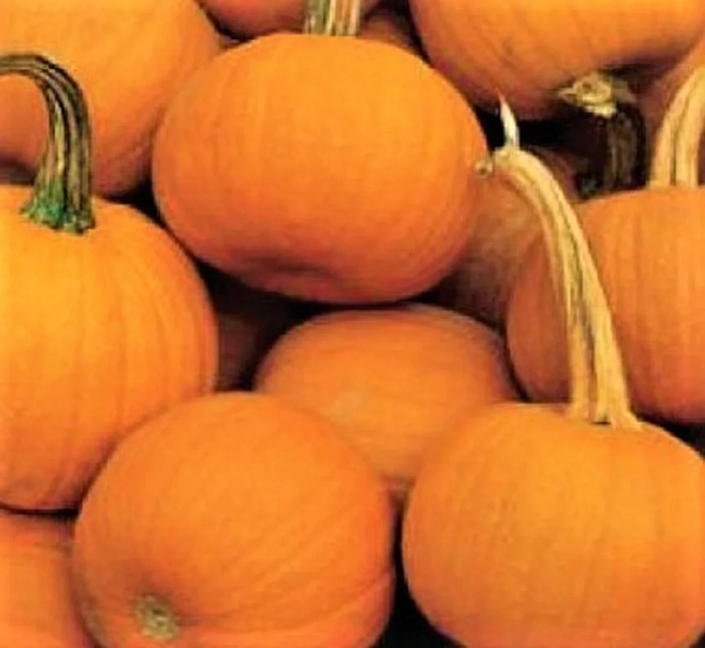 Spookie Pumpkin Seeds Pack of 15 Non-GMO Cucurbita pepo Halloween Carving & Decorating Seeds