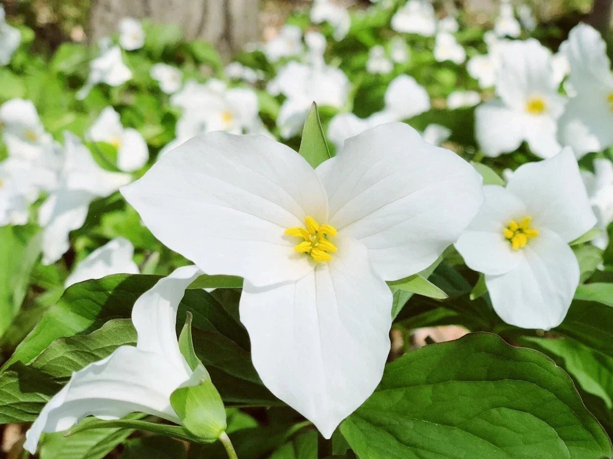White Trillium Bulbs - 10 Well-Rooted Bareroot Plants - Trillium grandiflorum - Zones 4-8 - Woodland Shade Garden Flowers