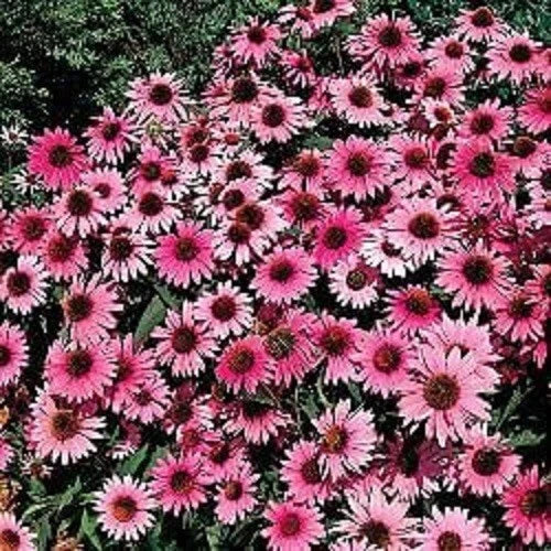 Purple Bravado Coneflower Seeds - Echinacea purpurea Perennial Flower Seeds for Garden, Pollinator Attracting, Drought-Tolerant, Full Sun