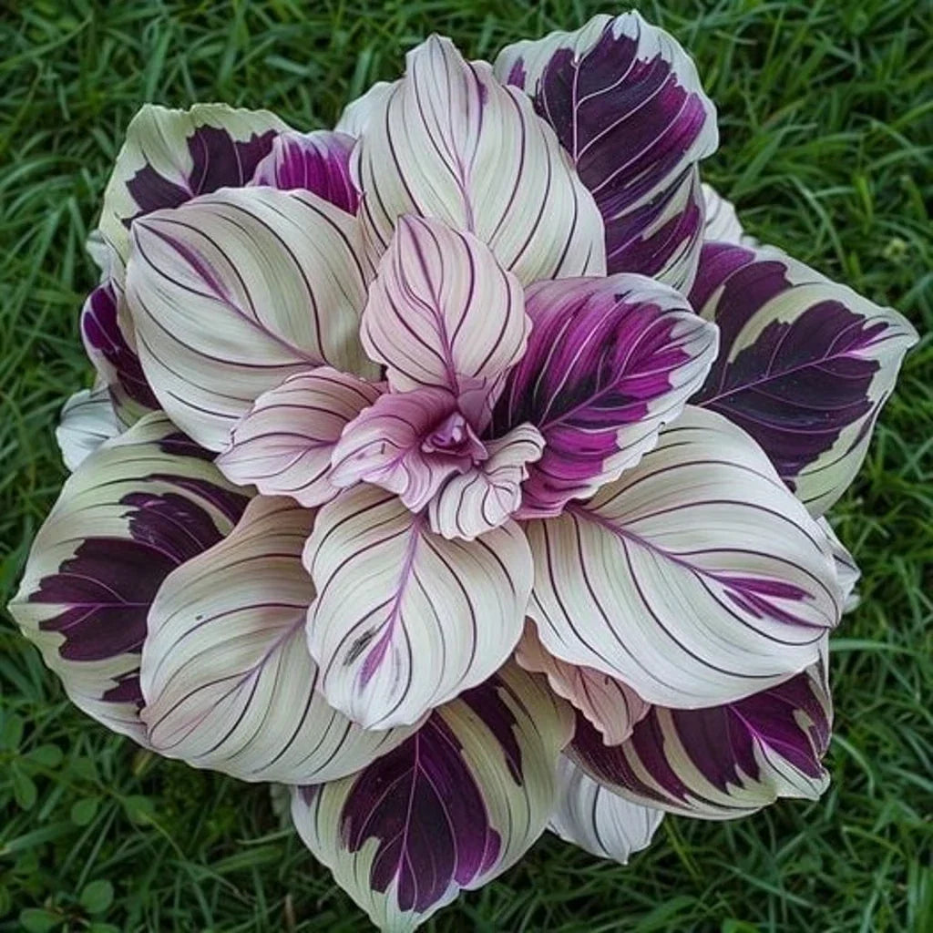 Calathea Seeds - Purple Beauty Variety - Indoor & Outdoor Garden Planting - Calathea 'Purple Beauty' - 25 Seeds with Free Shipping