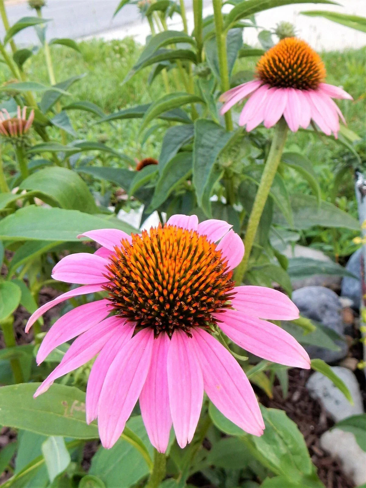 Echinacea Purpurea Coneflower Perennial Plants - 10 Pack, Vibrant Purple Flowers, Butterfly & Bee Attractant, Drought-Resistant Garden Plants
