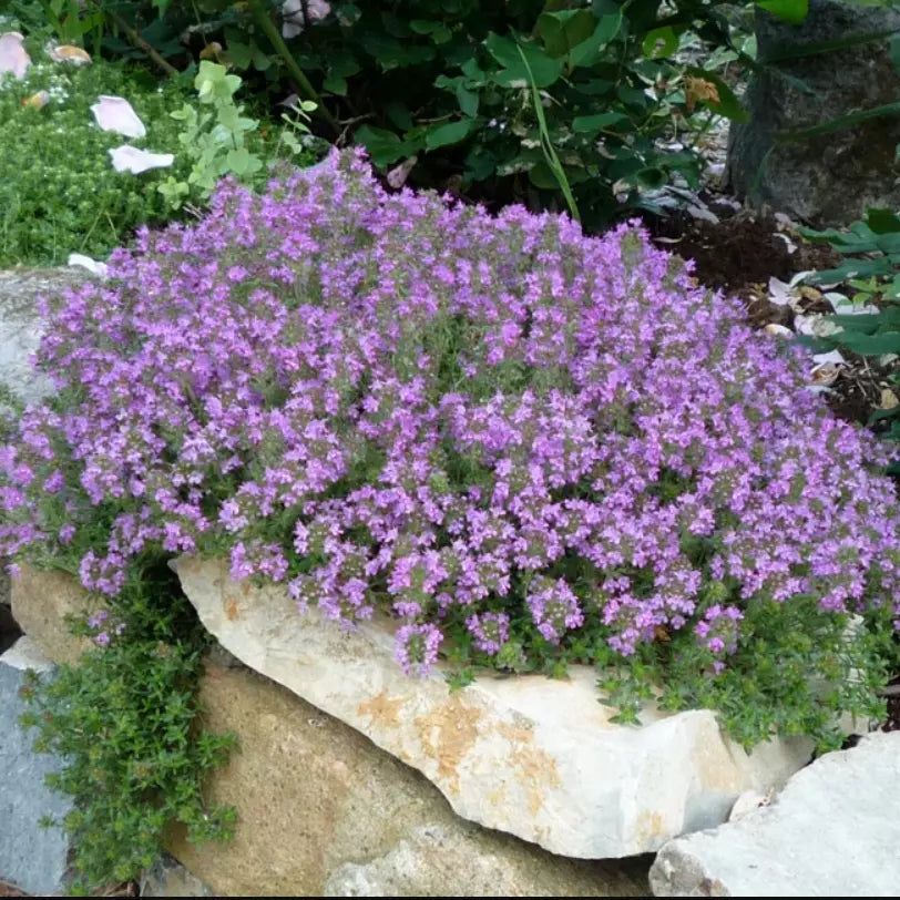 Creeping Thyme Seeds - 2000 Non-GMO Purple Flower Groundcover - Thymus serpyllum Lavender Perennial for Gardens, Borders & Rock Gardens