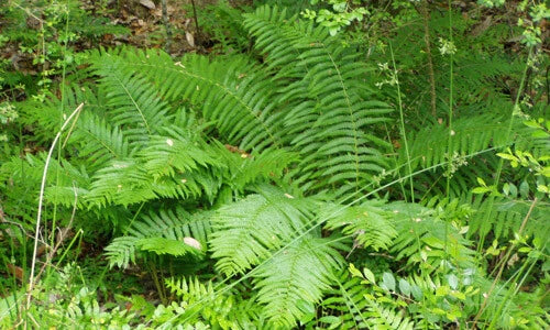 Cinnamon Fern Plants - 30 Pack in 3.5" Pots - Osmundastrum cinnamomeum - Shade Garden Ferns for Ground Cover & Landscaping