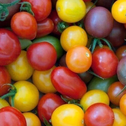 Rainbow Cherry Tomato Seeds Mix - 100+ Heirloom Varieties in Red, Orange, Yellow, Purple | Solanum lycopersicum