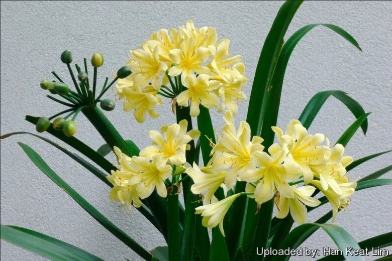Yellow Clivia Bush Lily Plant, 4 Years Old, Indoor/Outdoor Clivia miniata, Ornamental Flowering Houseplant