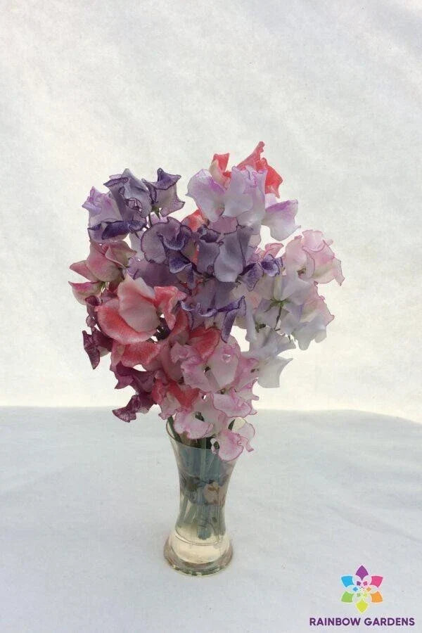 50+ Striped Sweet Pea Seeds, Fragrant Climbing Flower, Lathyrus odoratus, Garden Planting, Annual Vine, Full Sun to Partial Shade